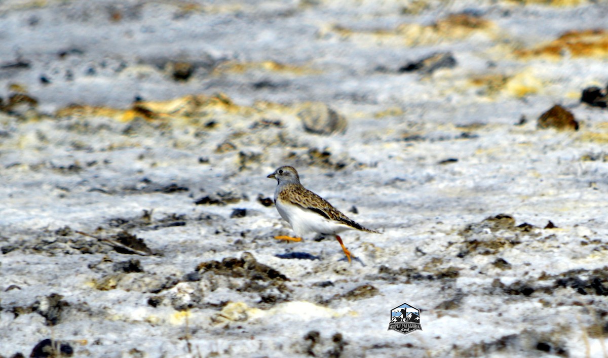 Least Seedsnipe - ML642117726