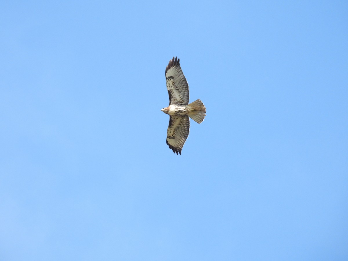 Red-tailed Hawk - ML642117727