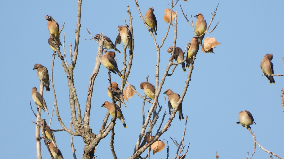 Cedar Waxwing - ML642117731