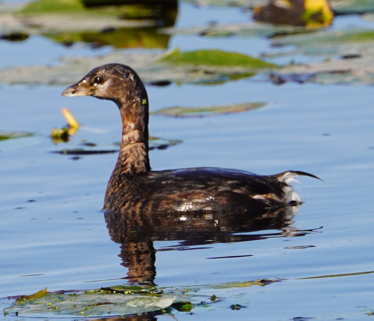 Pied-billed Grebe - ML642117732