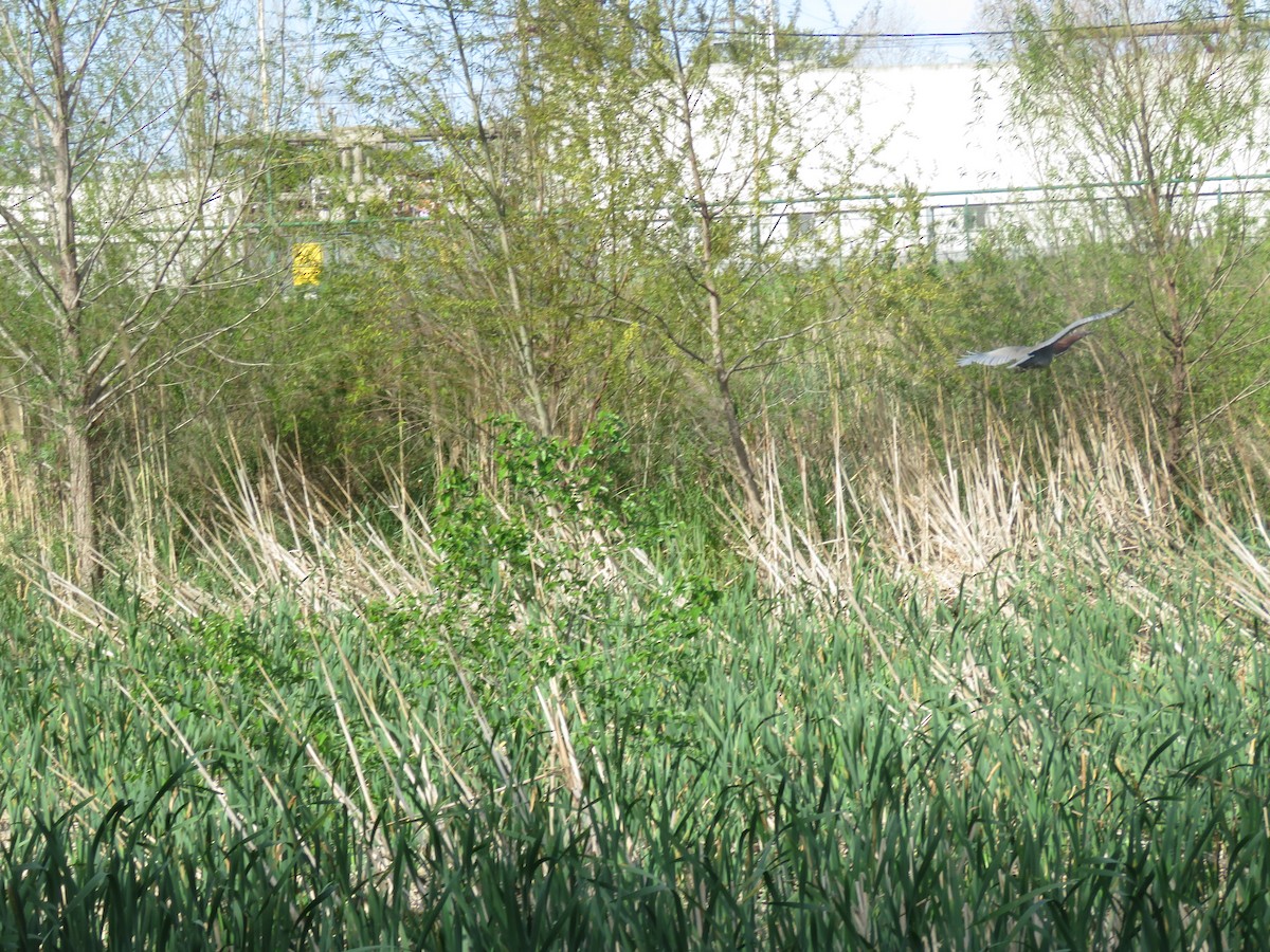 Rufescent Tiger-Heron - ML642117733