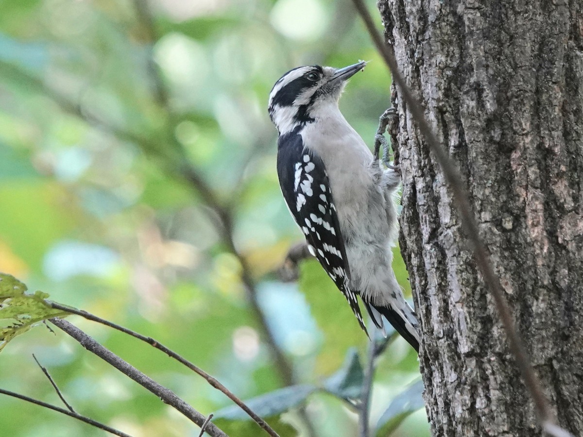 Downy Woodpecker - ML642117736