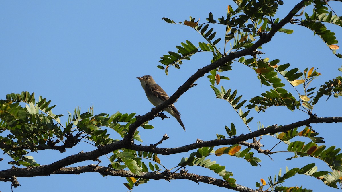 Eastern Wood-Pewee - ML642117737