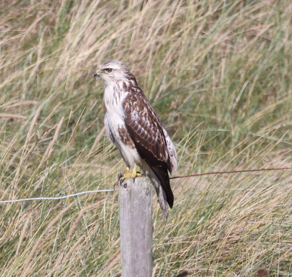 Common Buzzard - ML642117738