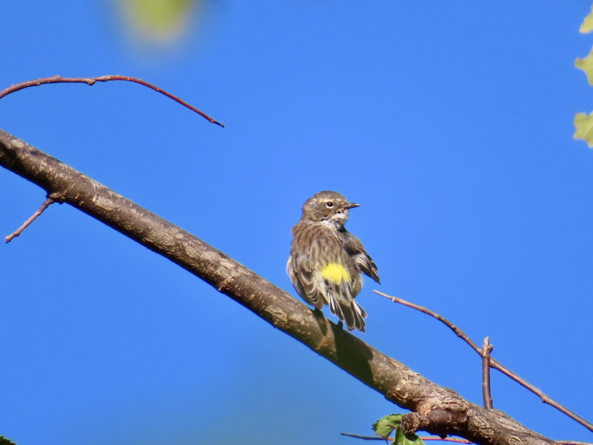 Yellow-rumped Warbler - ML642117740