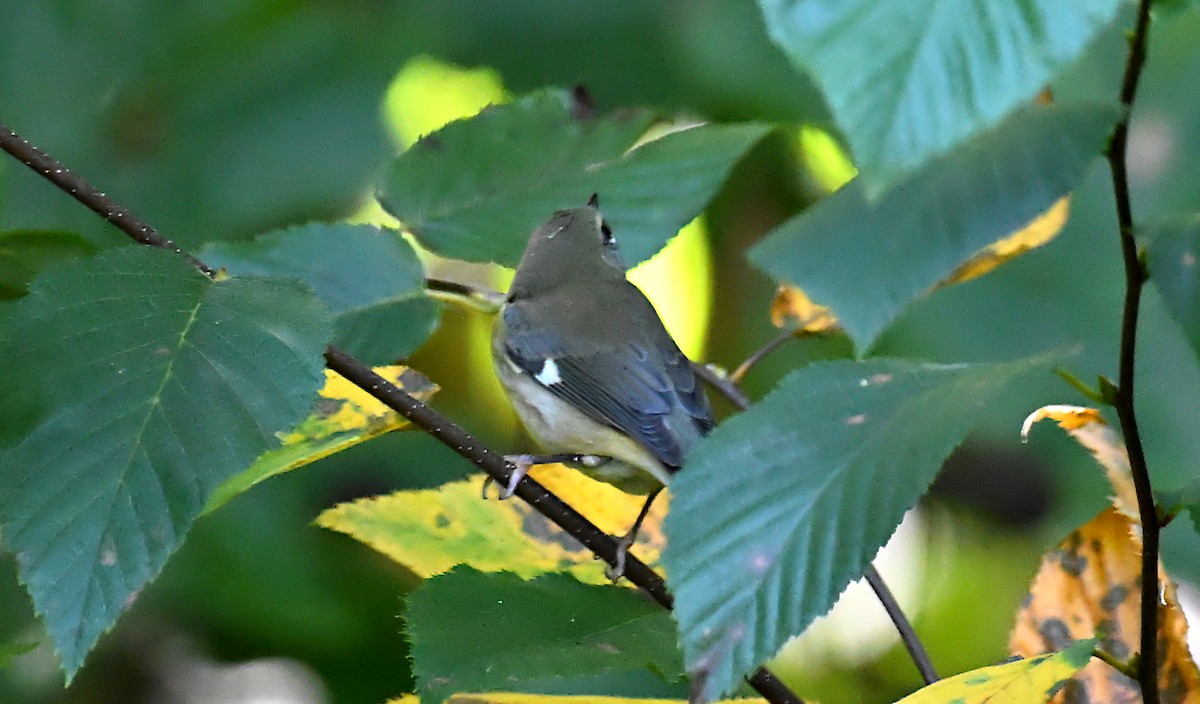 Black-throated Blue Warbler - ML642117741