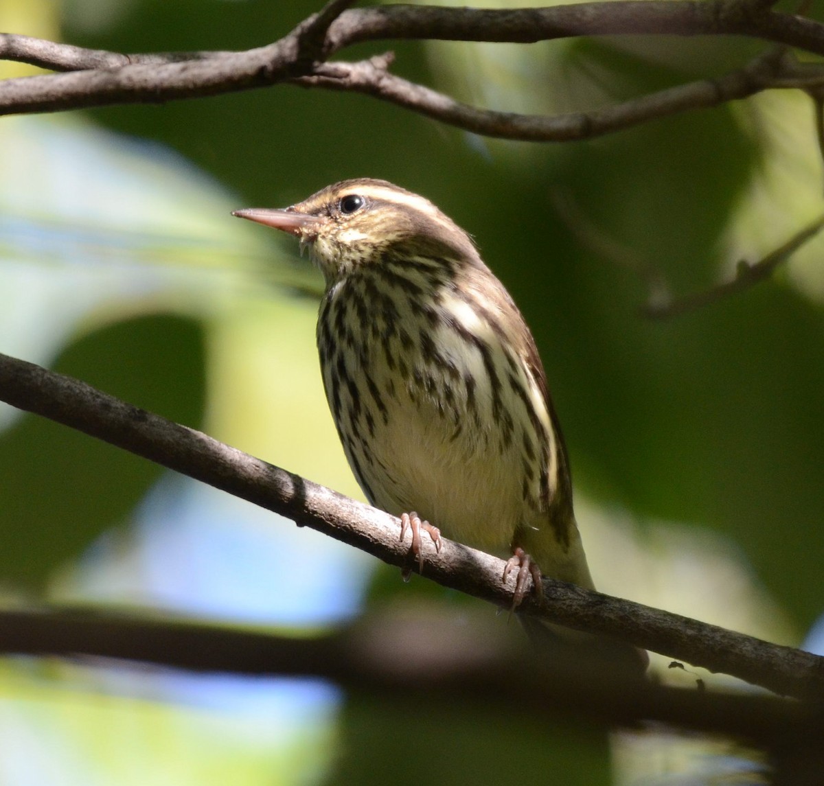 Northern Waterthrush - ML642117742