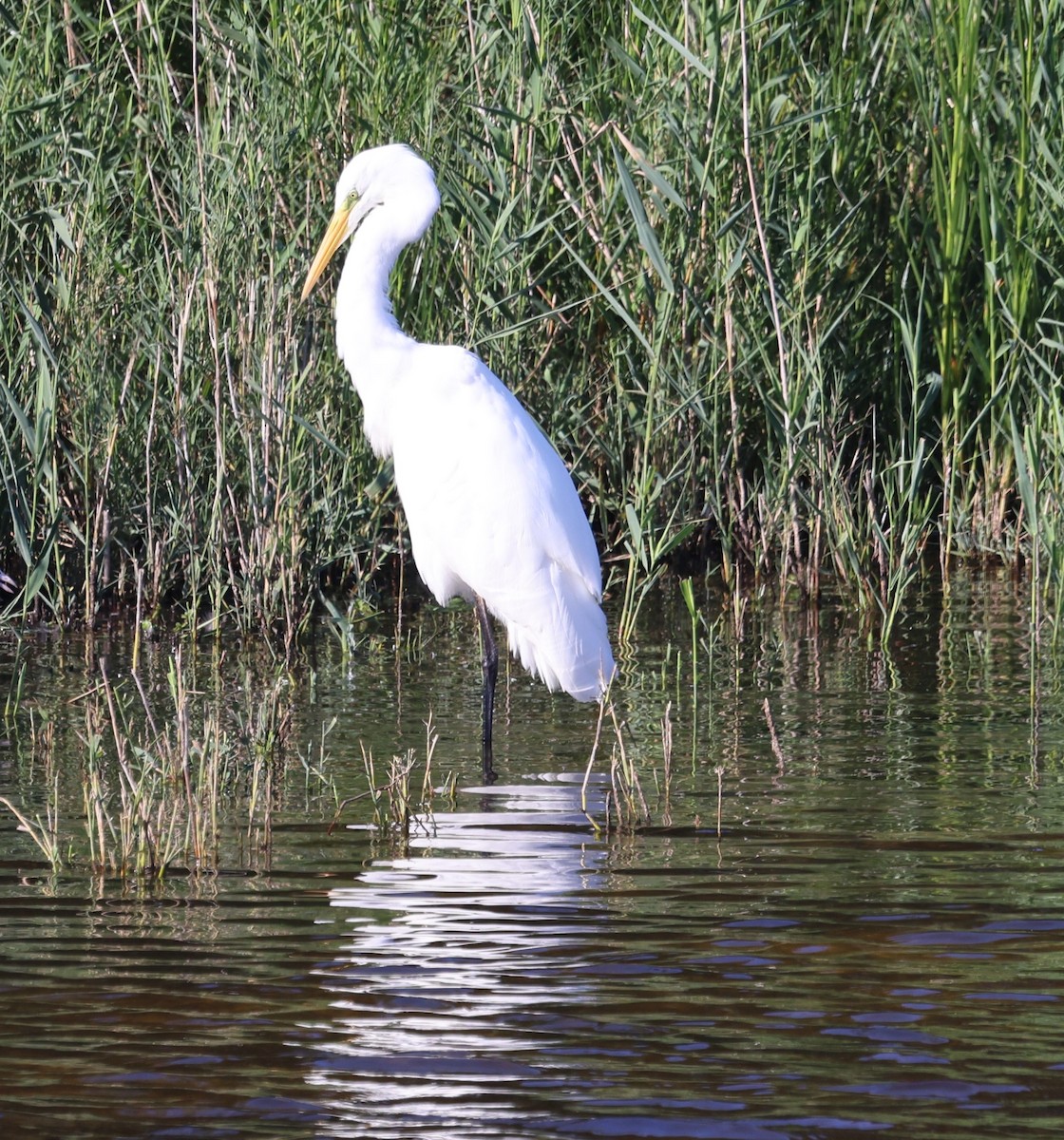 Great Egret - ML642117743