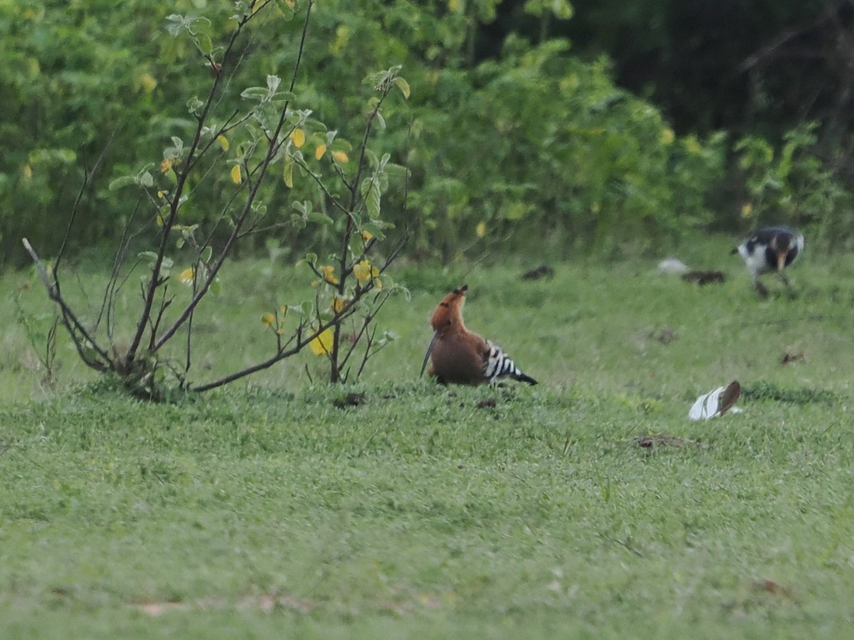 Eurasian Hoopoe (Eurasian) - ML642117744