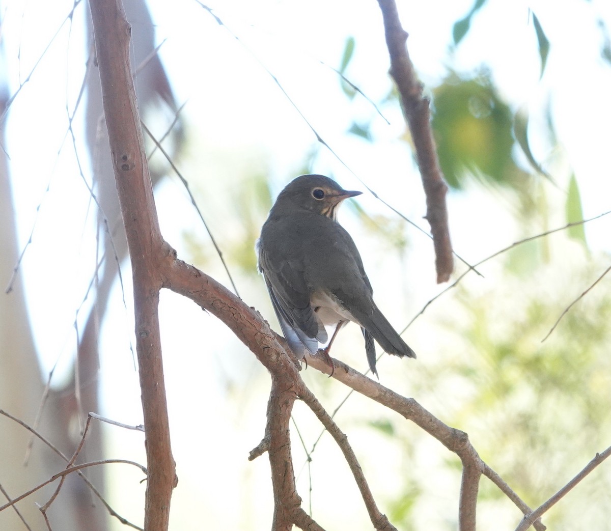 Swainson's Thrush - ML642117745