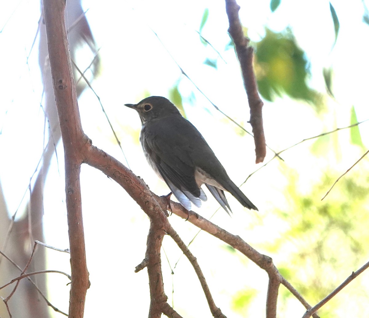 Swainson's Thrush - ML642117746