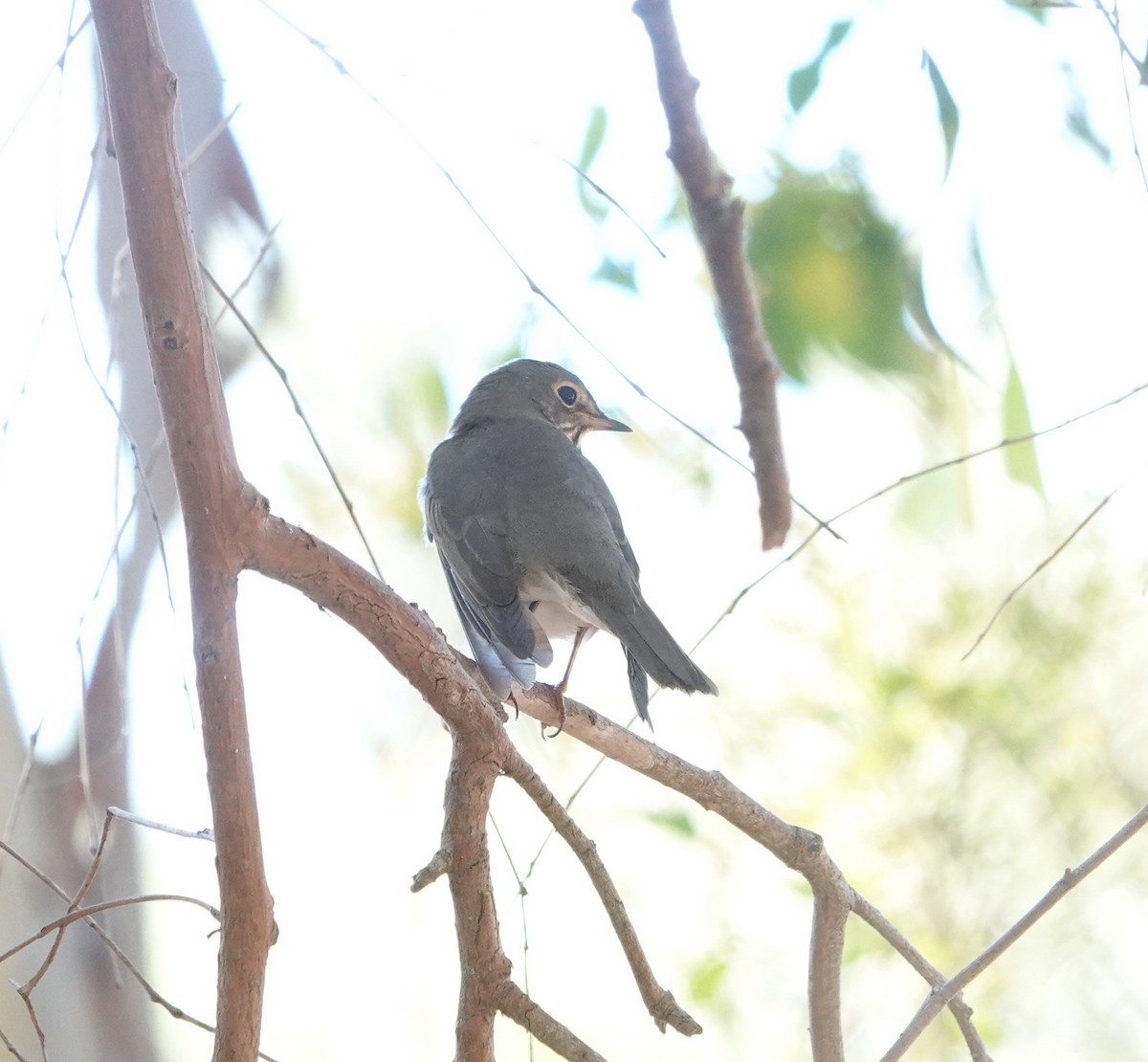 Swainson's Thrush - ML642117747