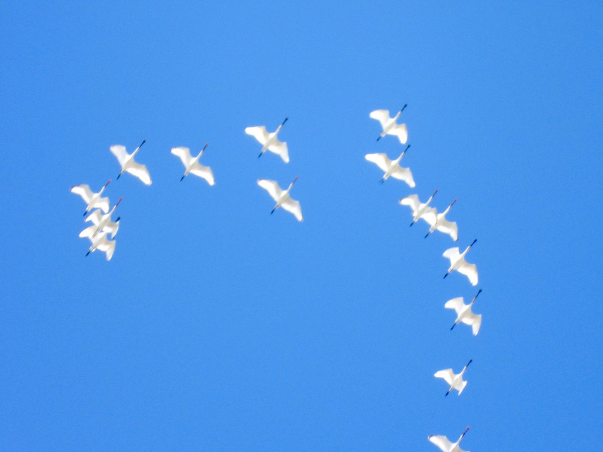 Eurasian Spoonbill - ML642117748