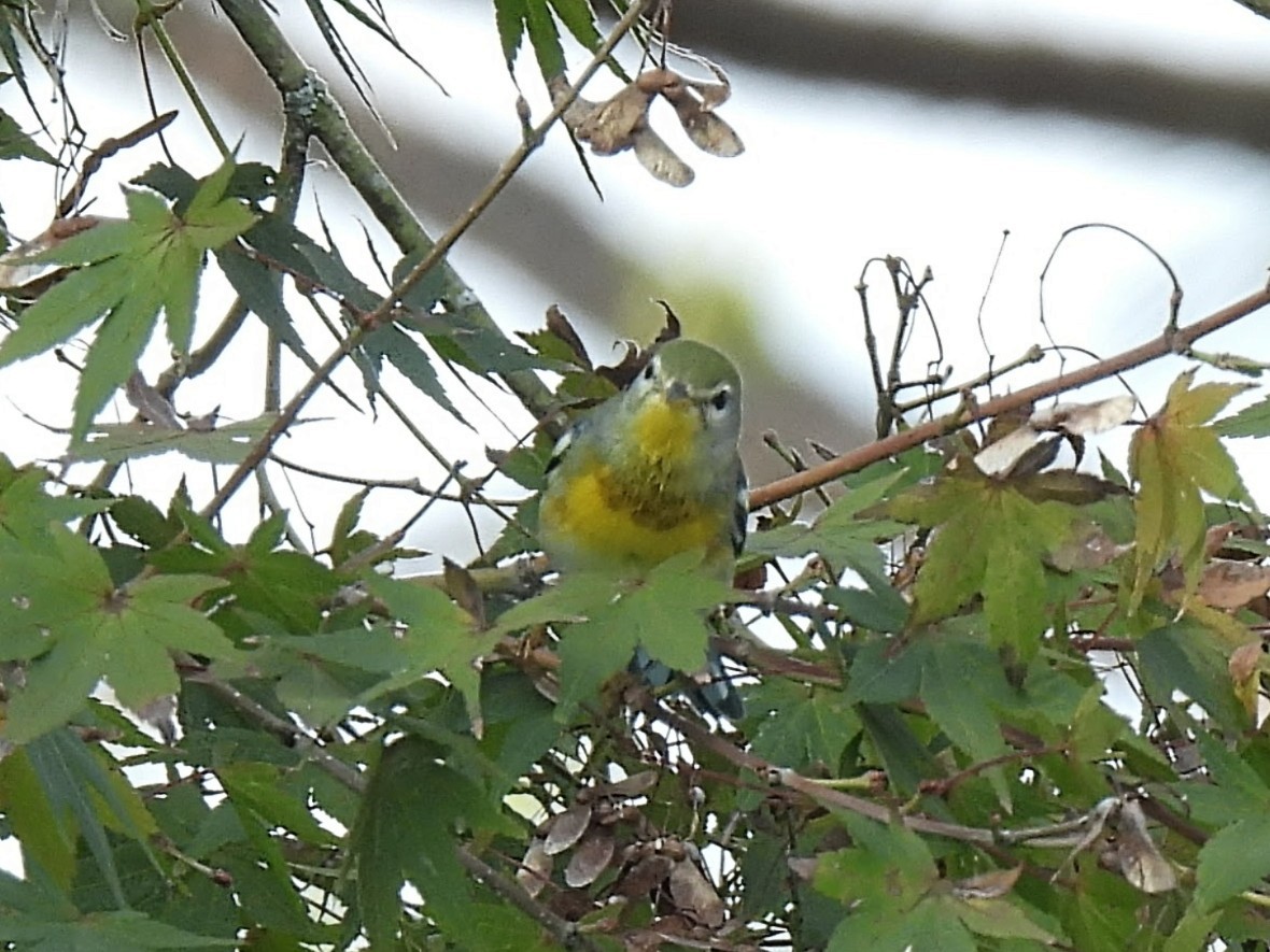 Northern Parula - ML642117750