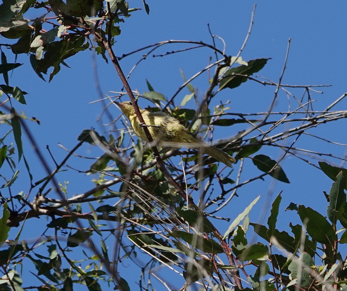Hooded Oriole - ML642117751