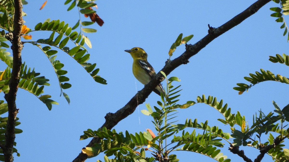 Yellow-throated Vireo - ML642117761