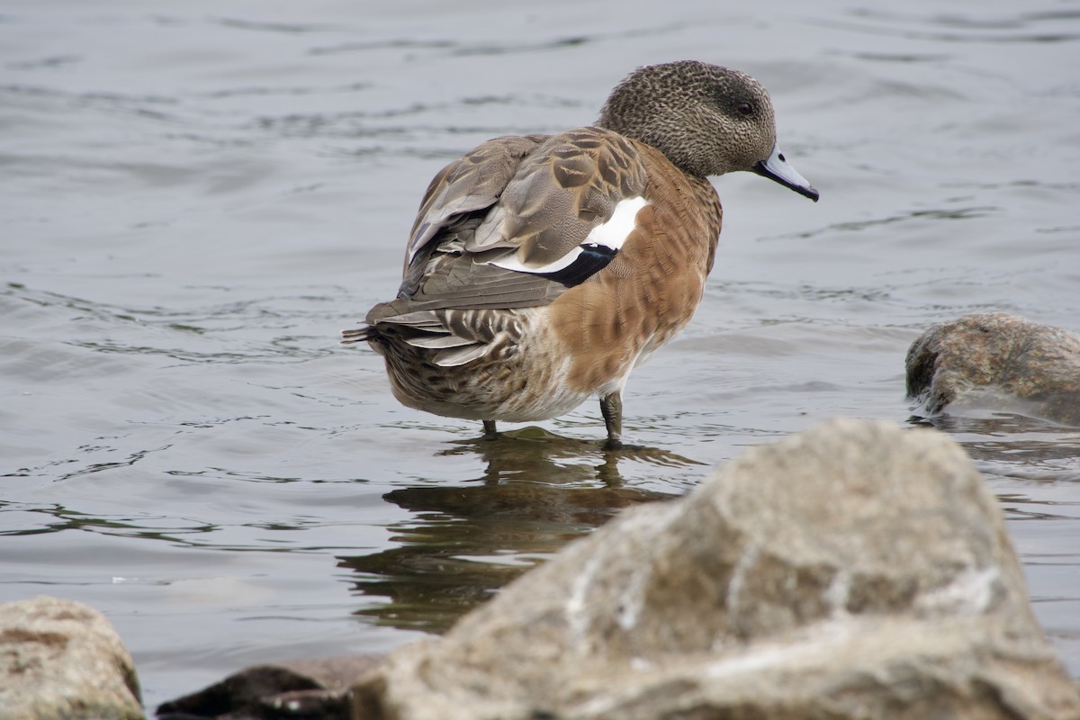 American Wigeon - ML642117762