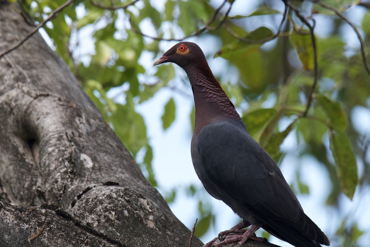 Scaly-naped Pigeon - ML642117770