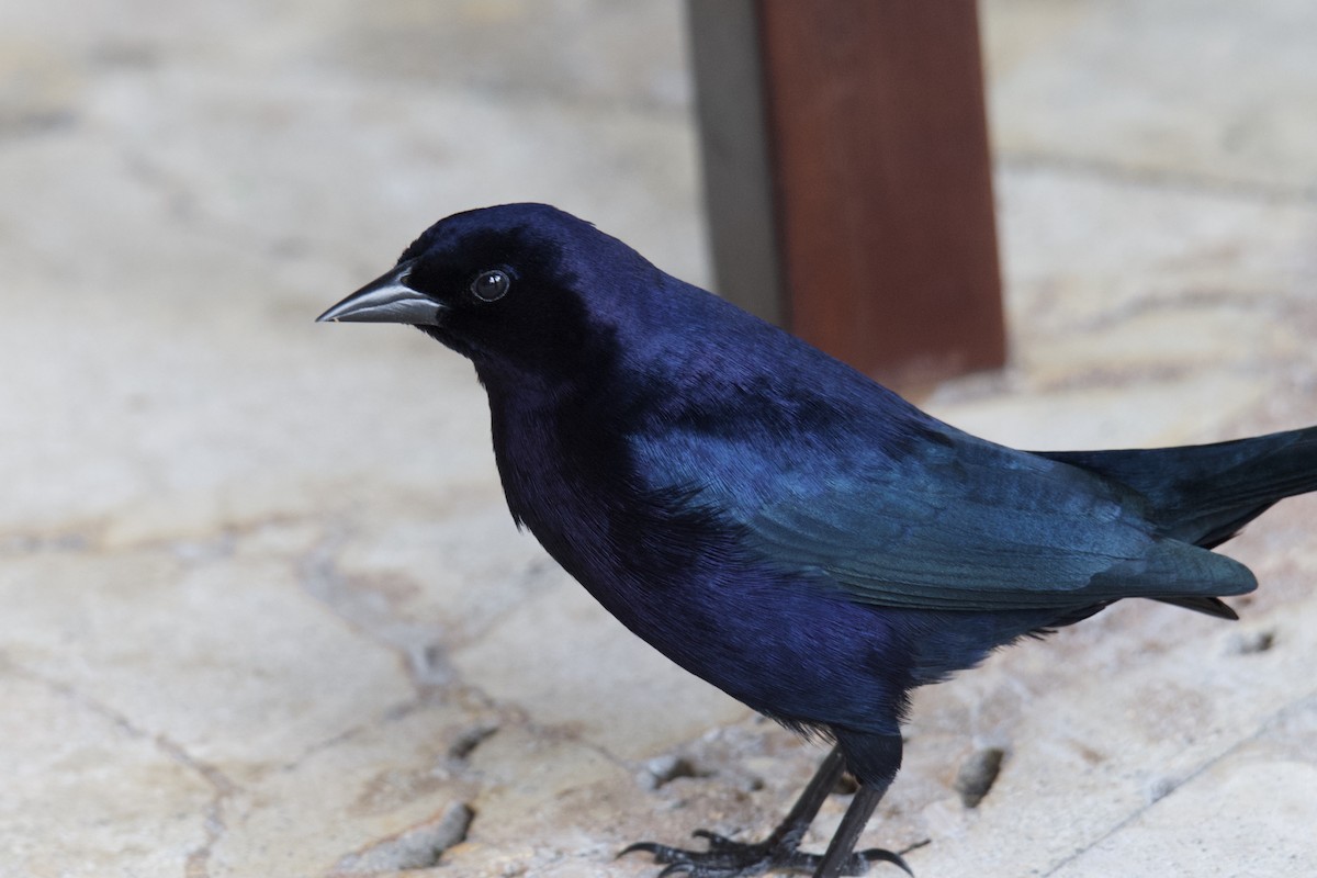 Shiny Cowbird - ML642117779