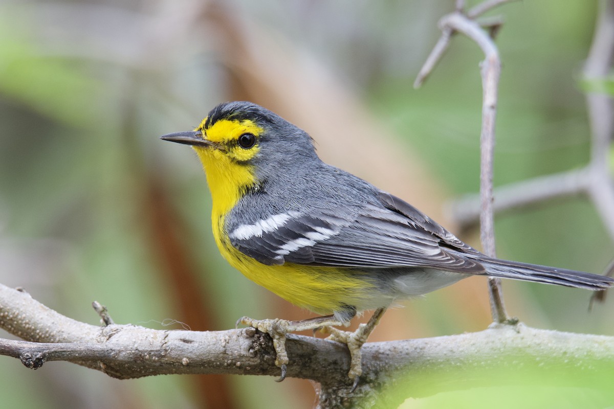 St. Lucia Warbler - ML642117781
