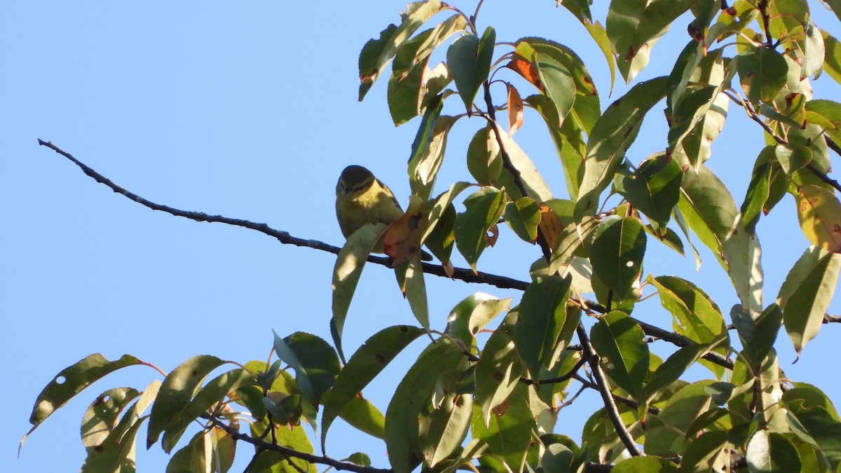 Tennessee Warbler - ML642117785