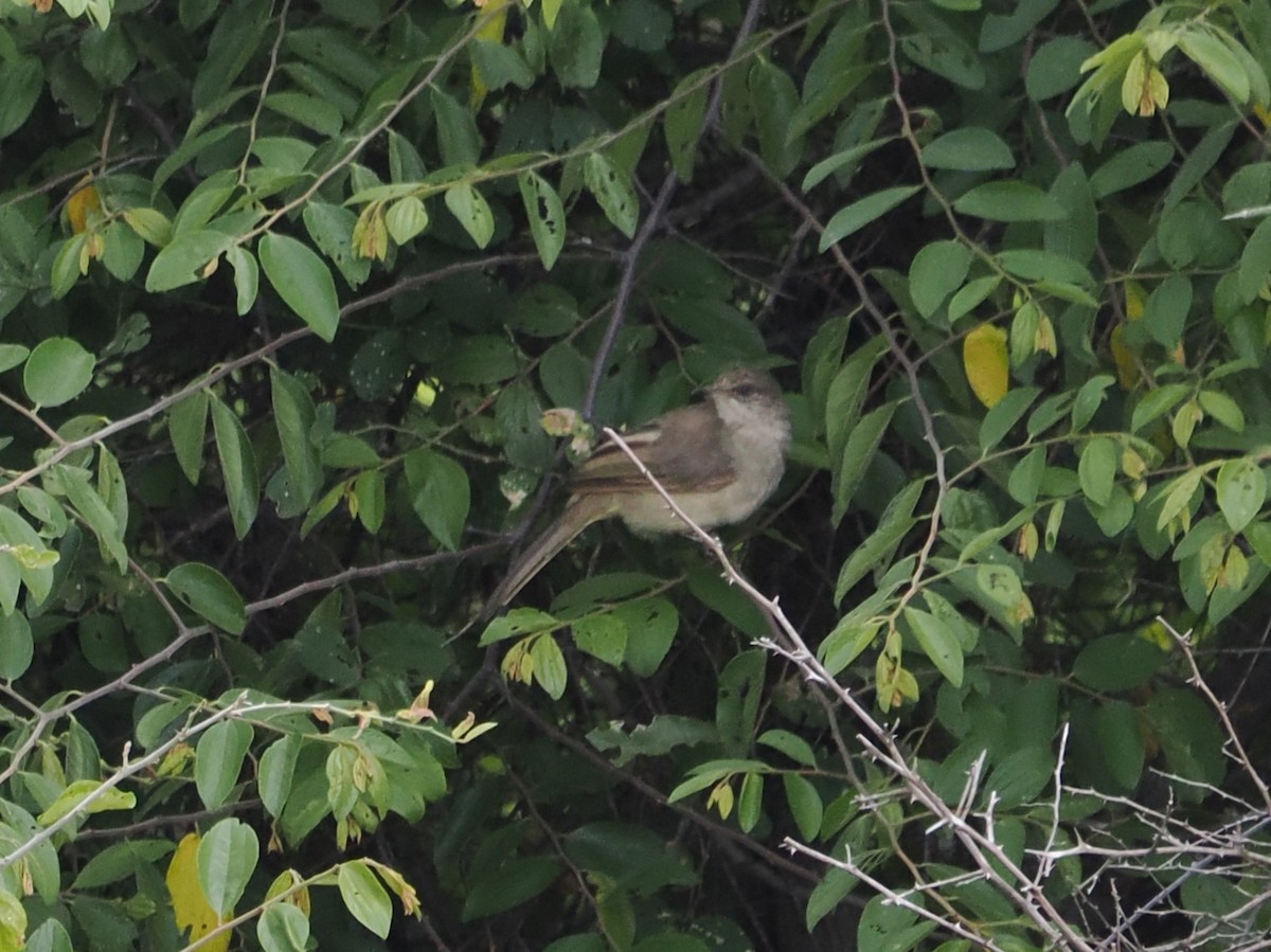 Bulbul de Conrad - ML642117788