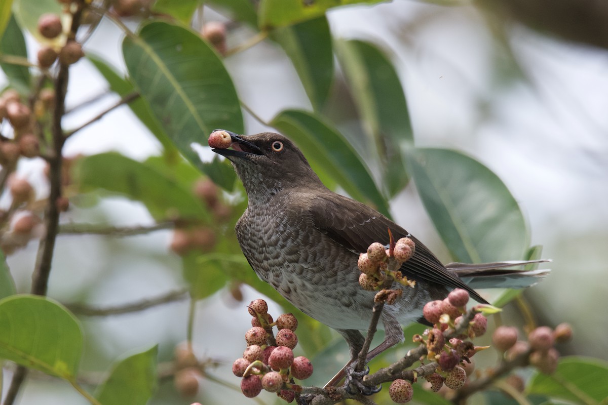 Scaly-breasted Thrasher - ML642117790