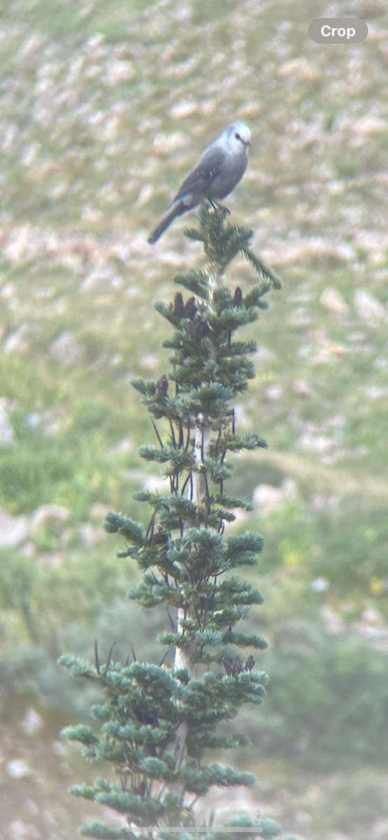 Canada Jay - ML642117798