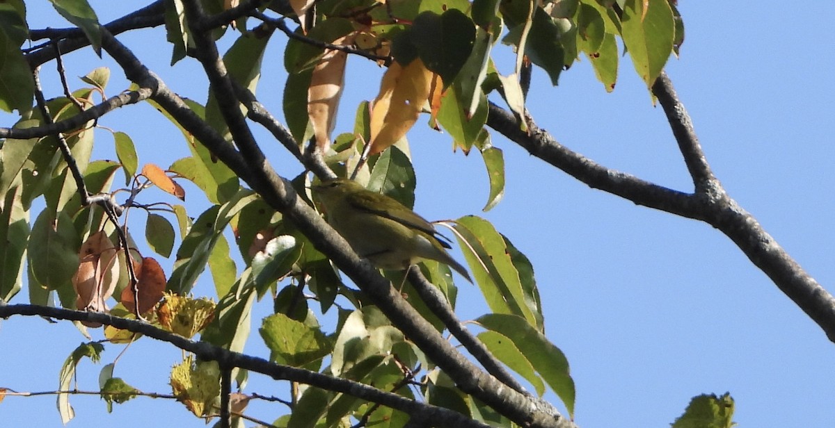 Tennessee Warbler - ML642117803