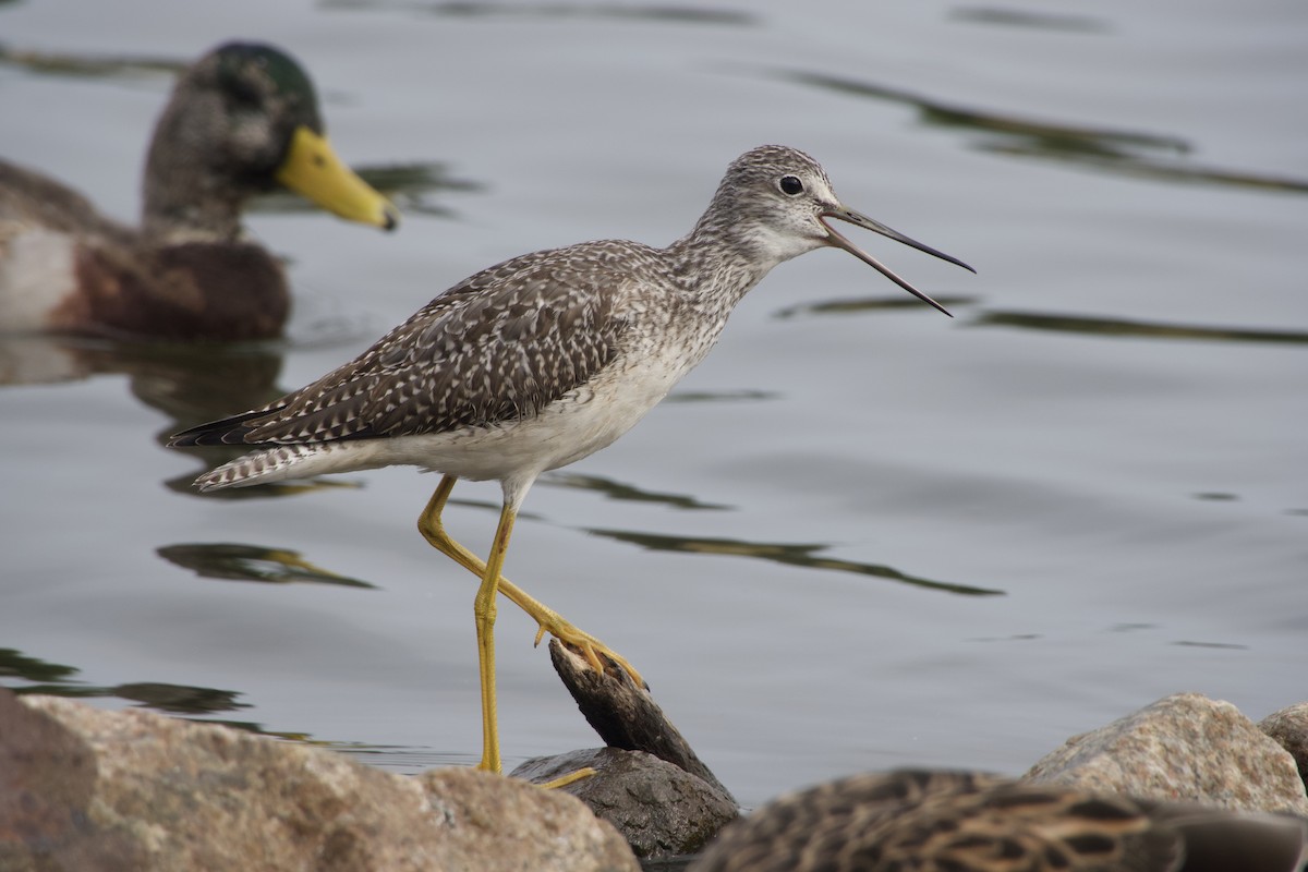 Greater Yellowlegs - ML642117818