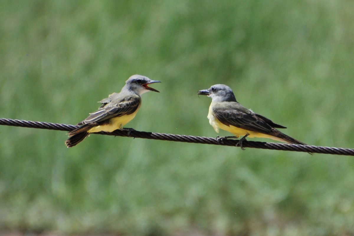 Tropical Kingbird - ML642117830