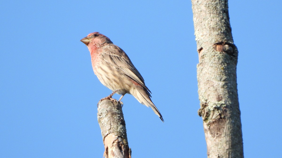 House Finch - ML642117834