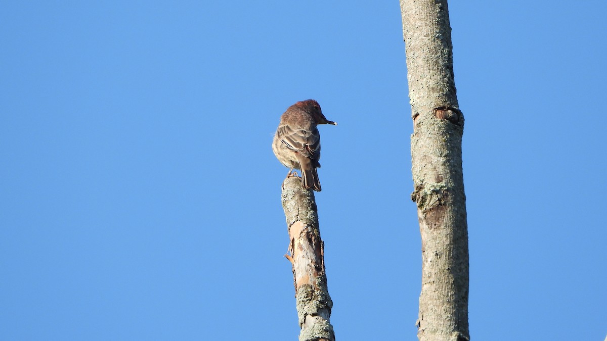 House Finch - ML642117840