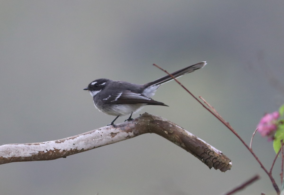 Gray Fantail - ML642117841