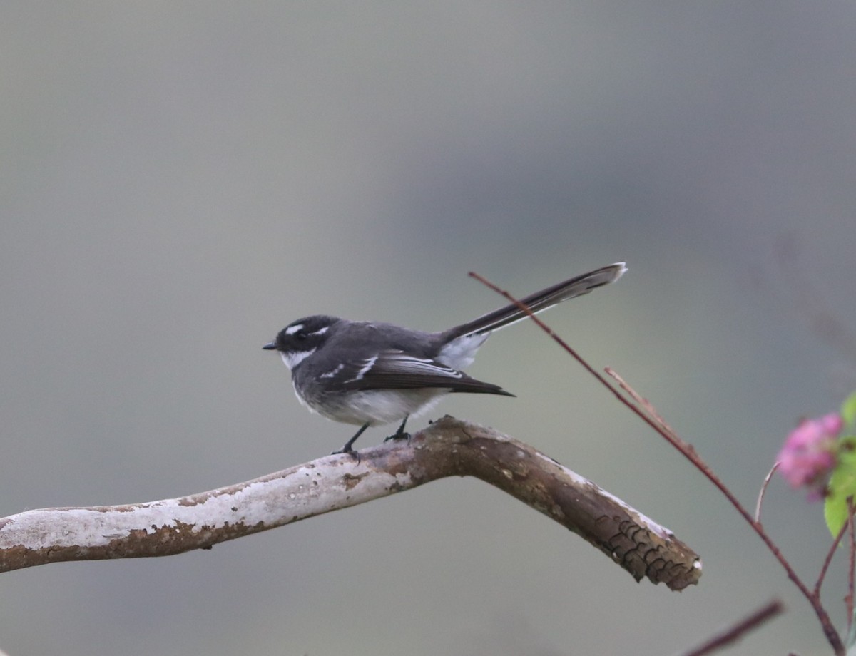 Gray Fantail - ML642117842