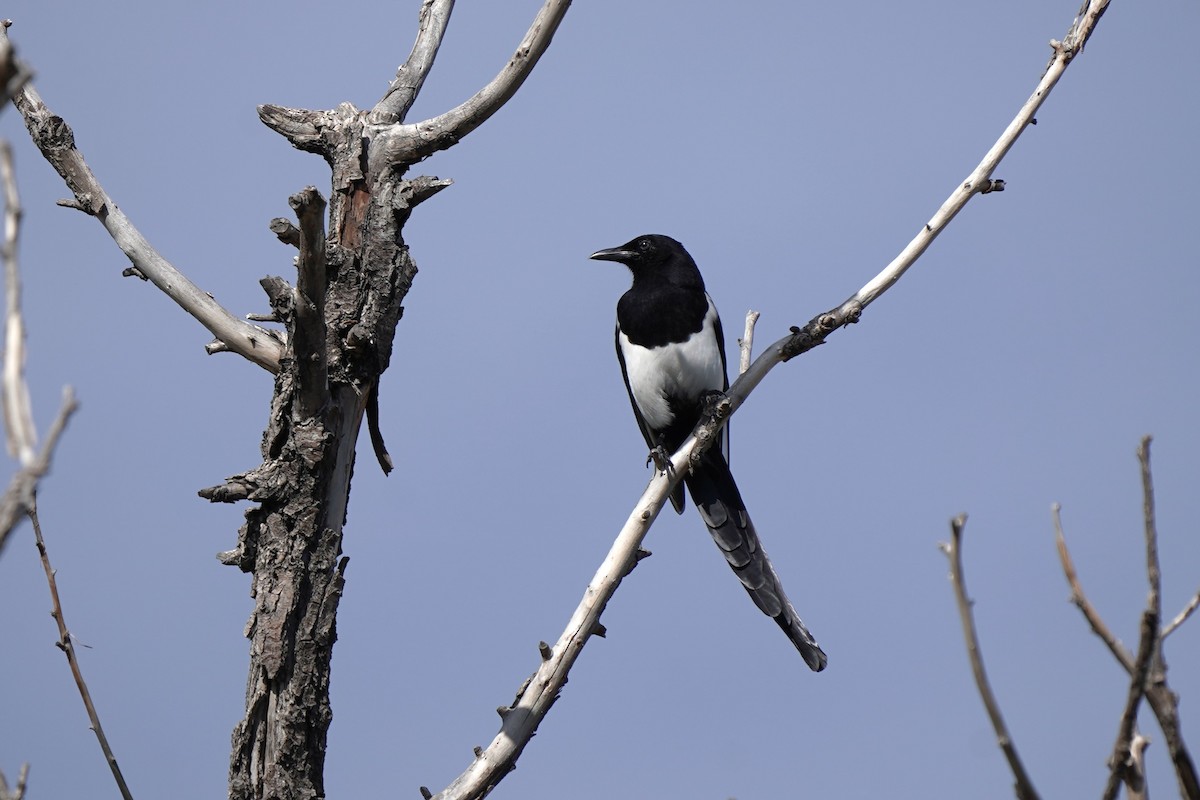 Black-billed Magpie - ML642117846