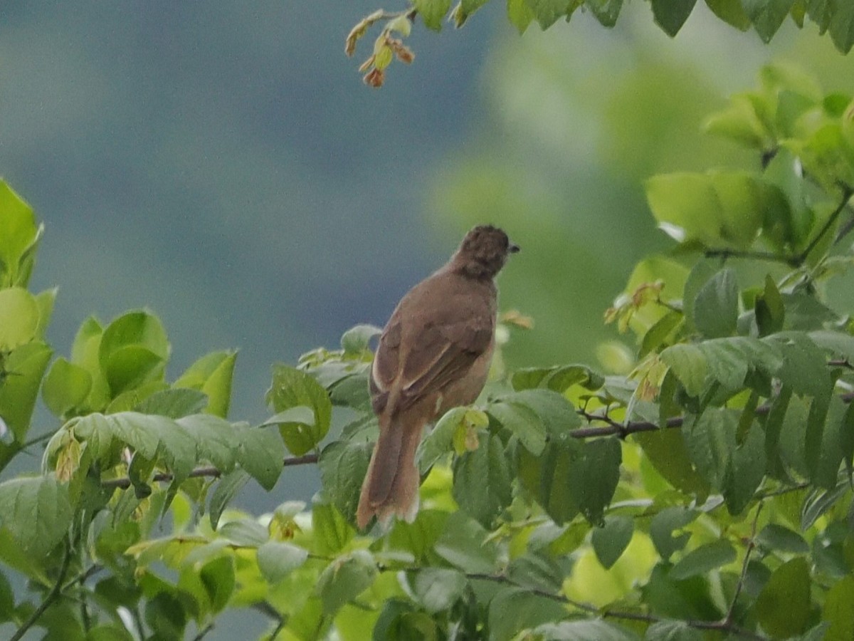 Bulbul de Conrad - ML642117868