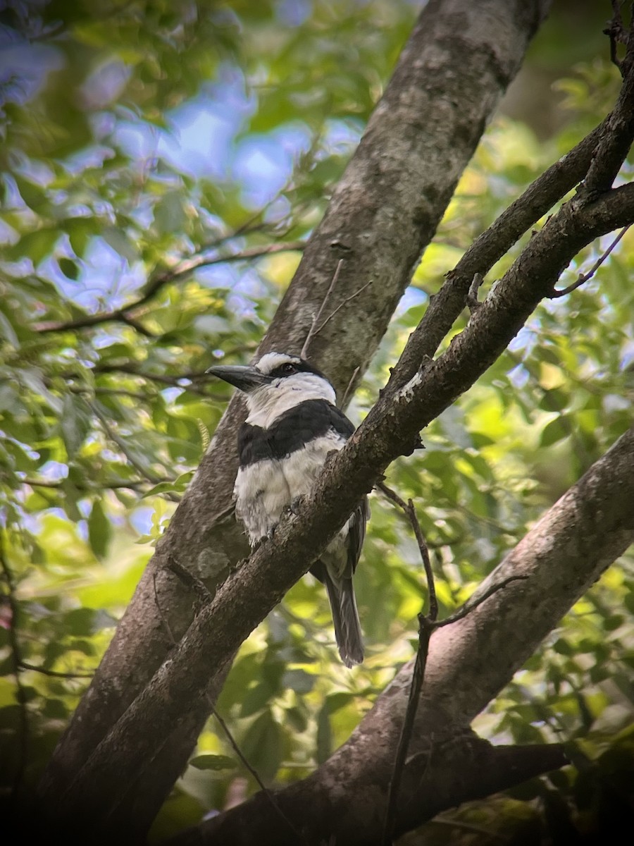 White-necked Puffbird - ML642117872