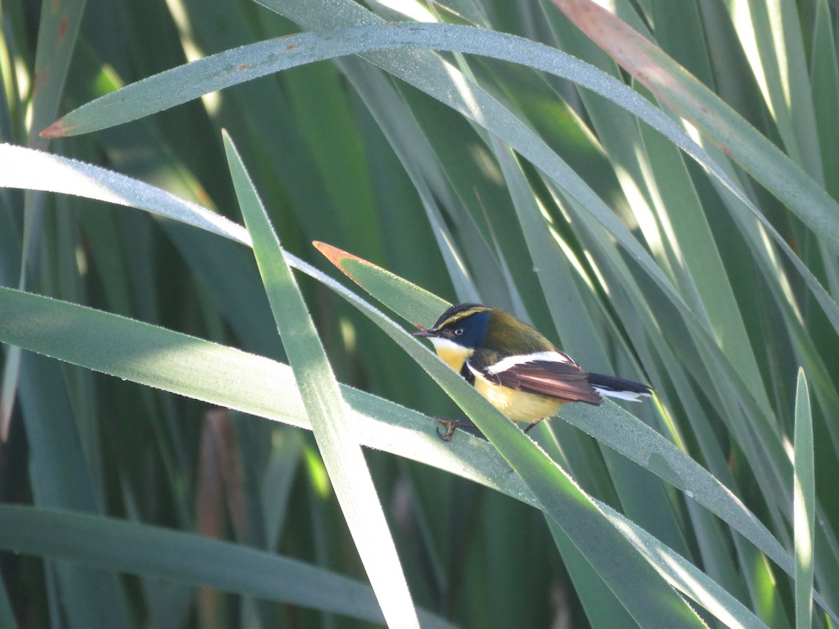 Many-colored Rush Tyrant - ML642117873