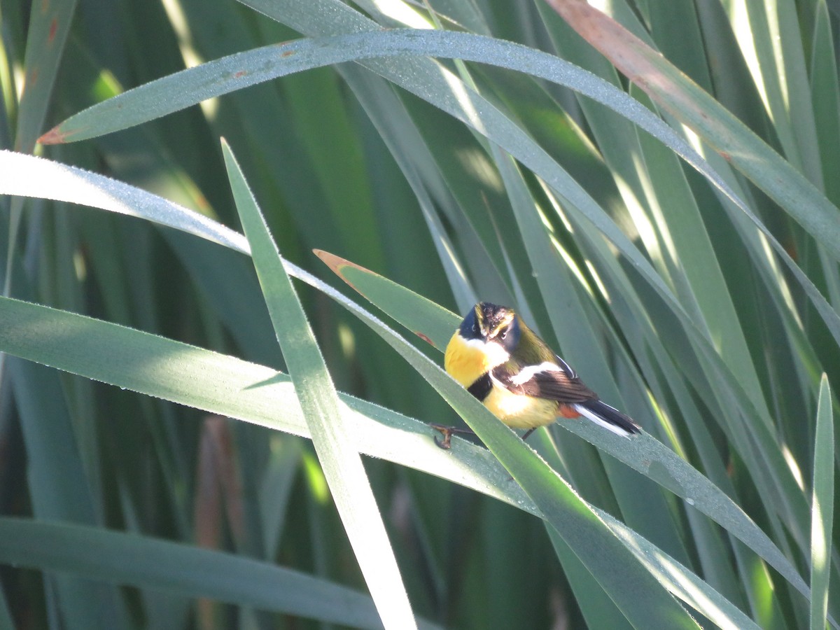 Many-colored Rush Tyrant - ML642117874