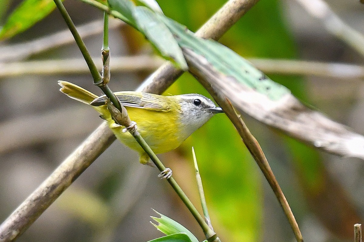 Yellow-bellied Warbler - ML642117886