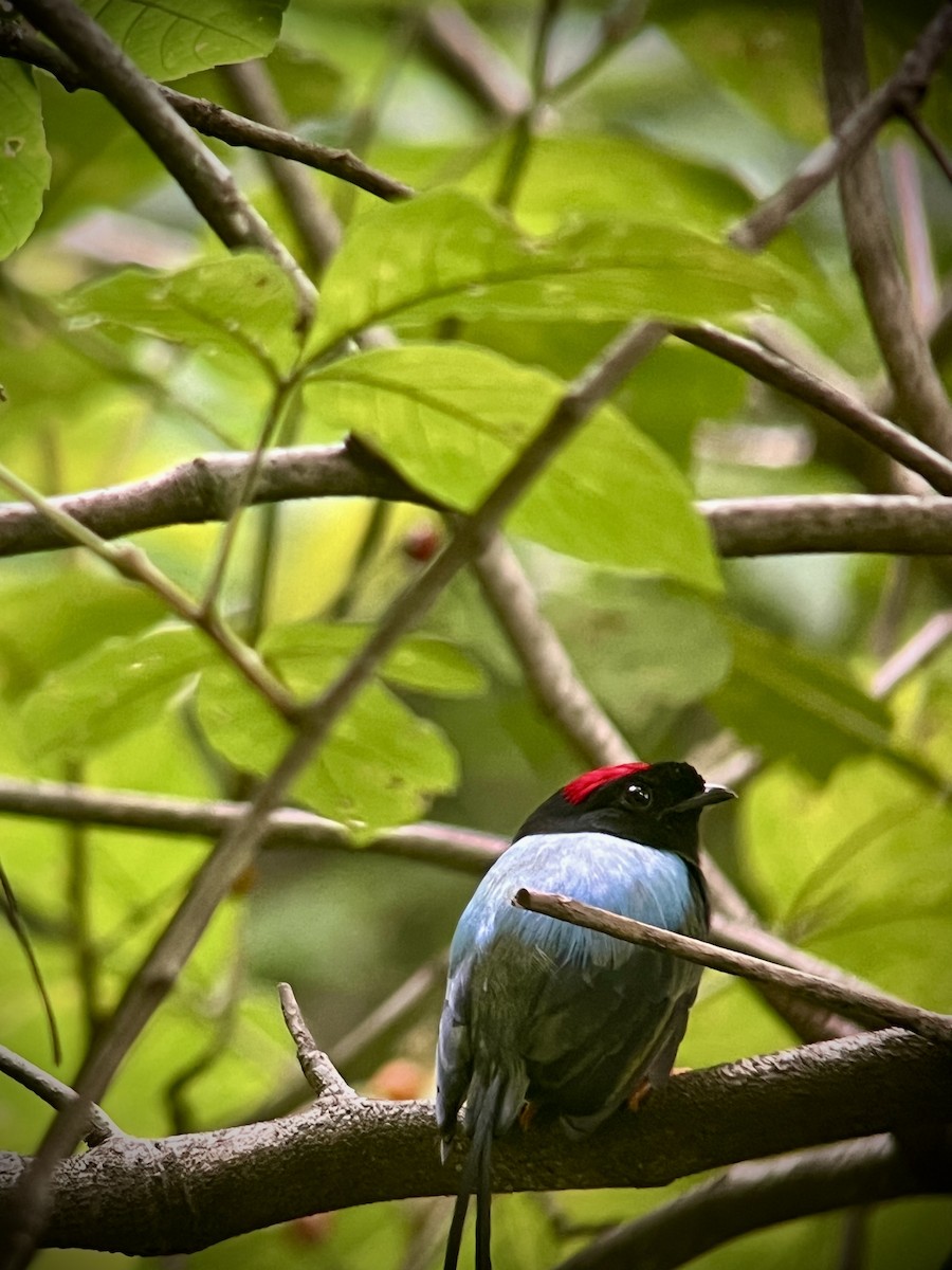 Long-tailed Manakin - ML642117888