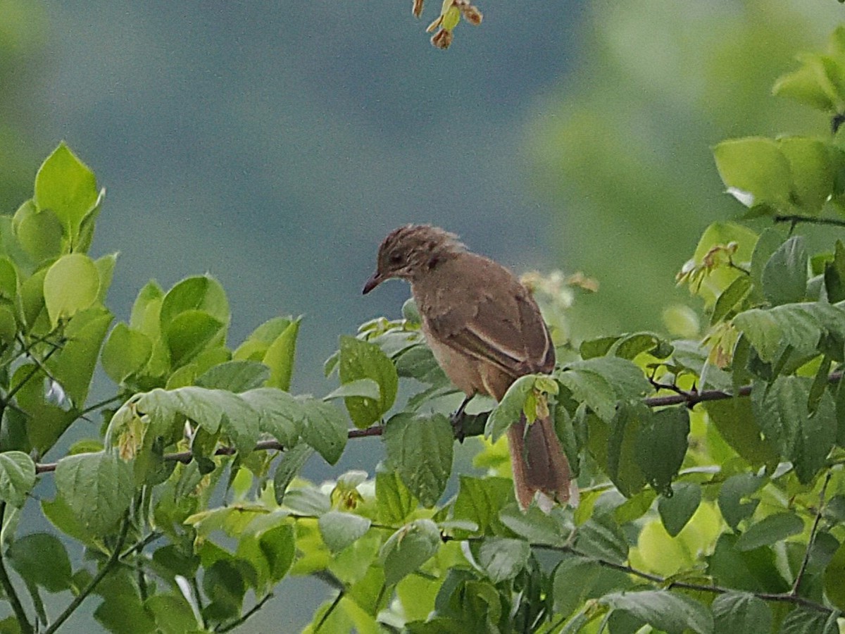 Bulbul de Conrad - ML642117891