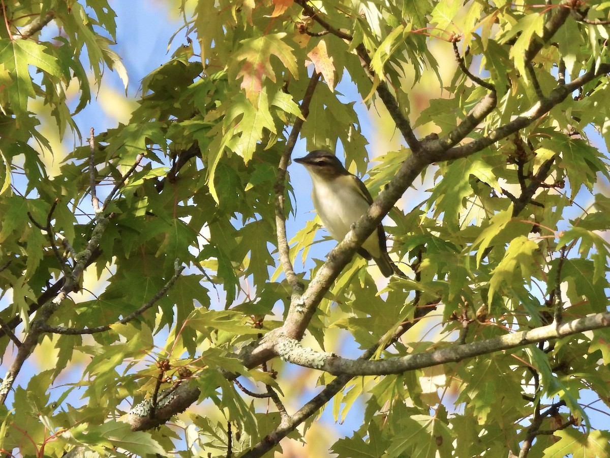 Red-eyed Vireo - ML642117892
