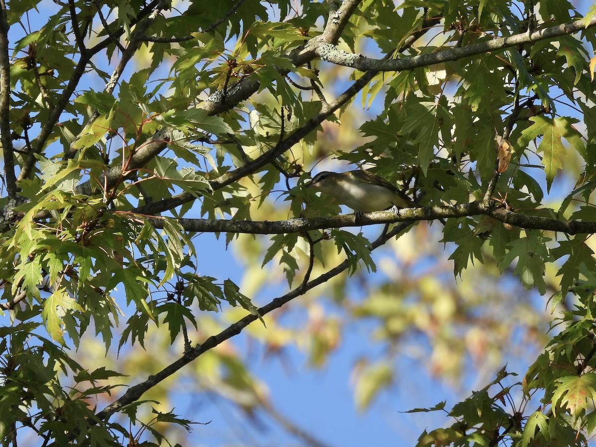 Red-eyed Vireo - ML642117894