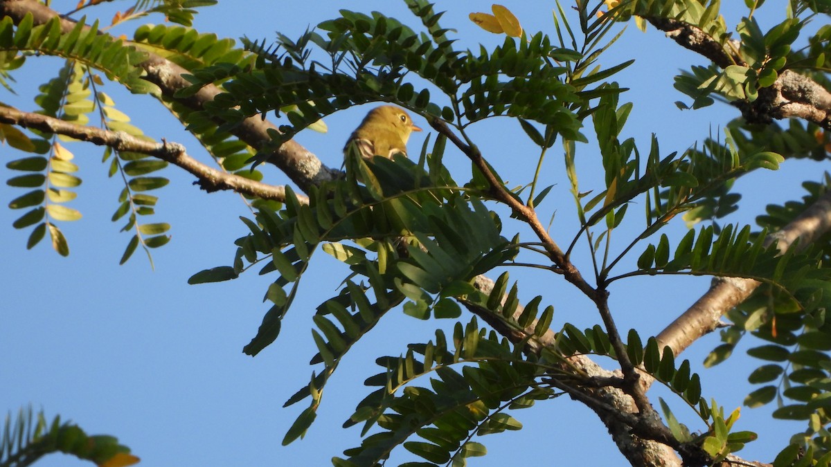 Least Flycatcher - ML642117921