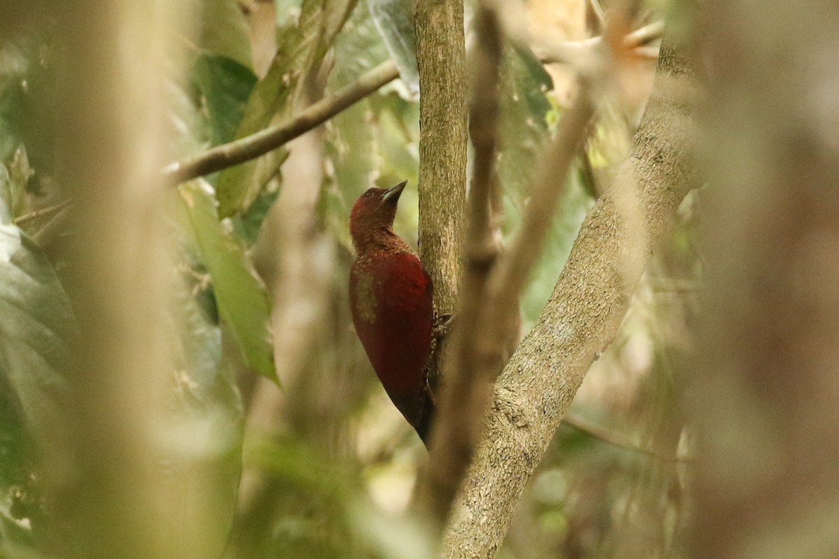 Banded Woodpecker - ML642117922