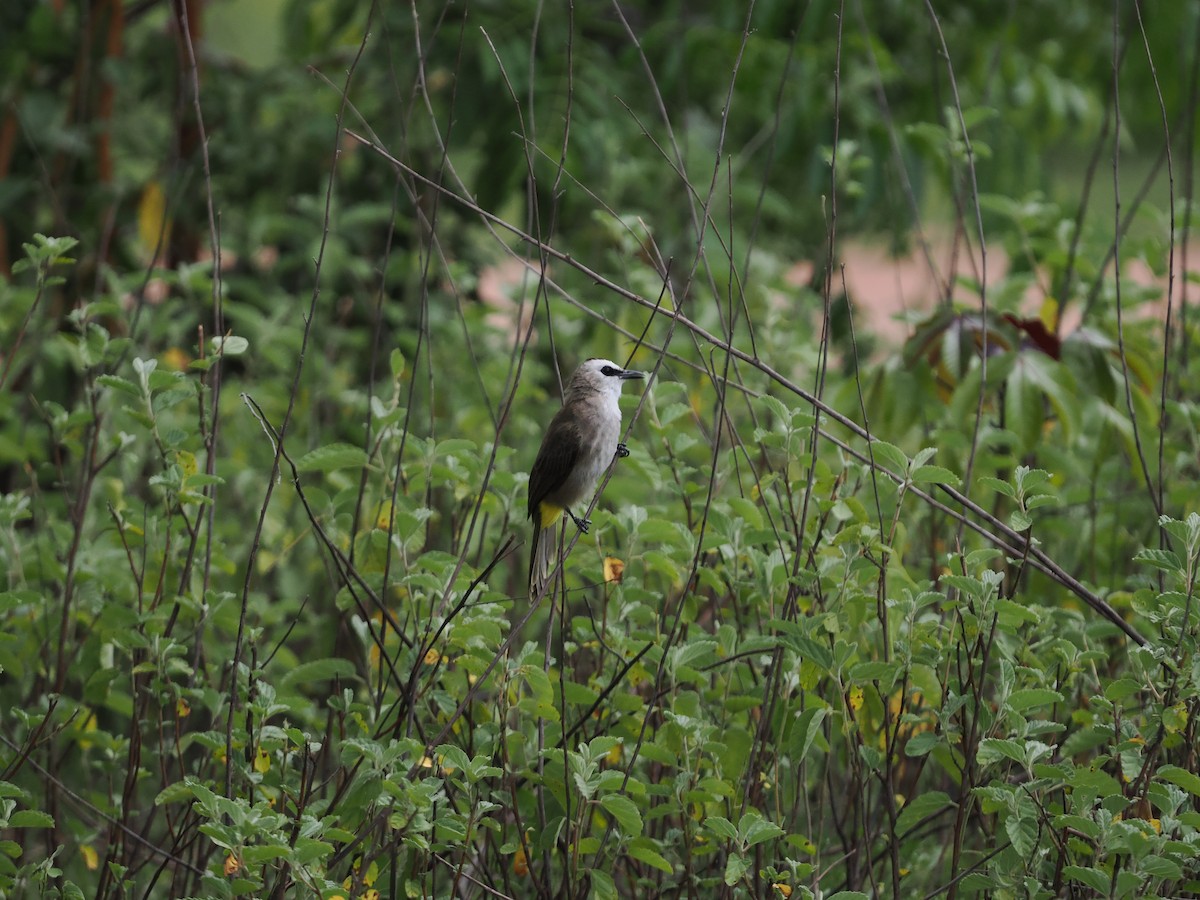 Yellow-vented Bulbul - ML642117923