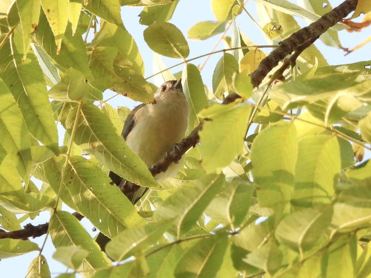 Tufted Titmouse - ML642117925