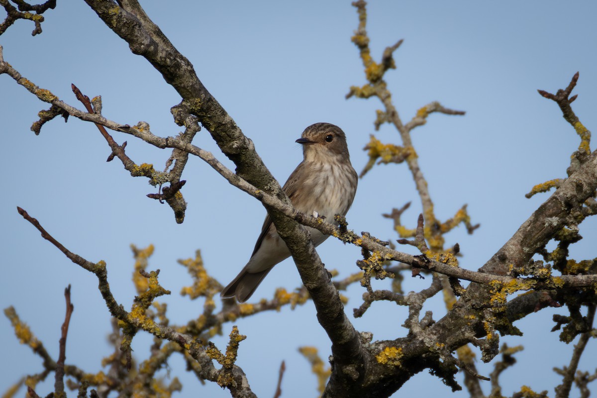 Spotted Flycatcher - ML642117928